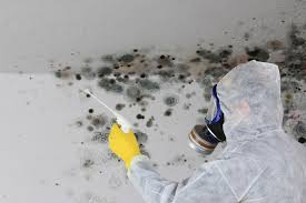 Hodgkins, IL Mold Removal & Remediation Company